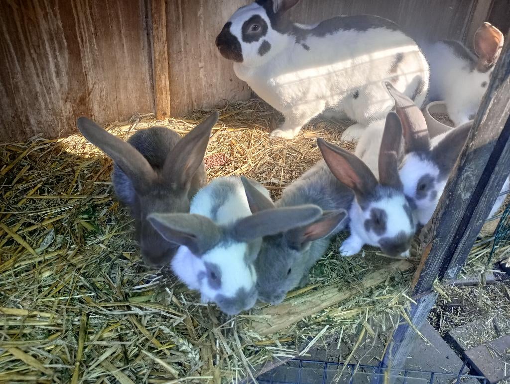 Nestje reuzenvlinders/lotharingers, Dieren en Toebehoren, Konijnen, Meerdere dieren, Groot, 0 tot 2 jaar