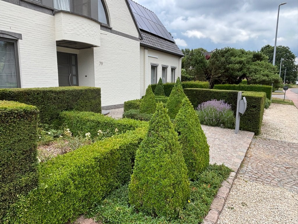 Buxus in piramidevorm; buxushagen, Tuin en Terras, Planten | Struiken en Hagen, Buxus, Ophalen