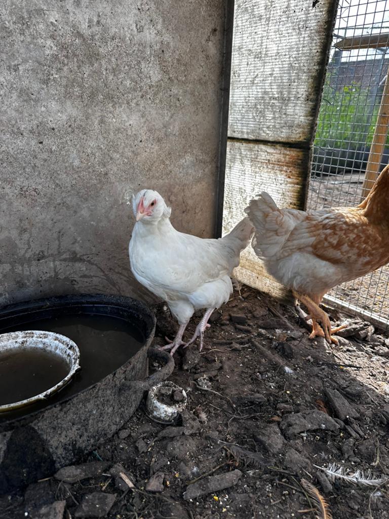 Toompje kippen(waarvan groenlegger), Meerdere dieren, Kip