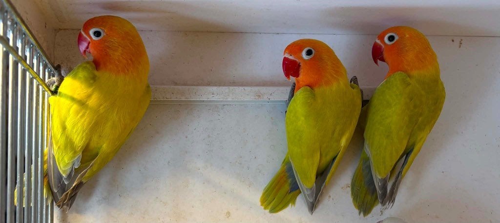 agapornissen, Dieren en Toebehoren, Vogels | Parkieten en Papegaaien, Geslacht onbekend, Dwergpapegaai of Agapornis, Geringd