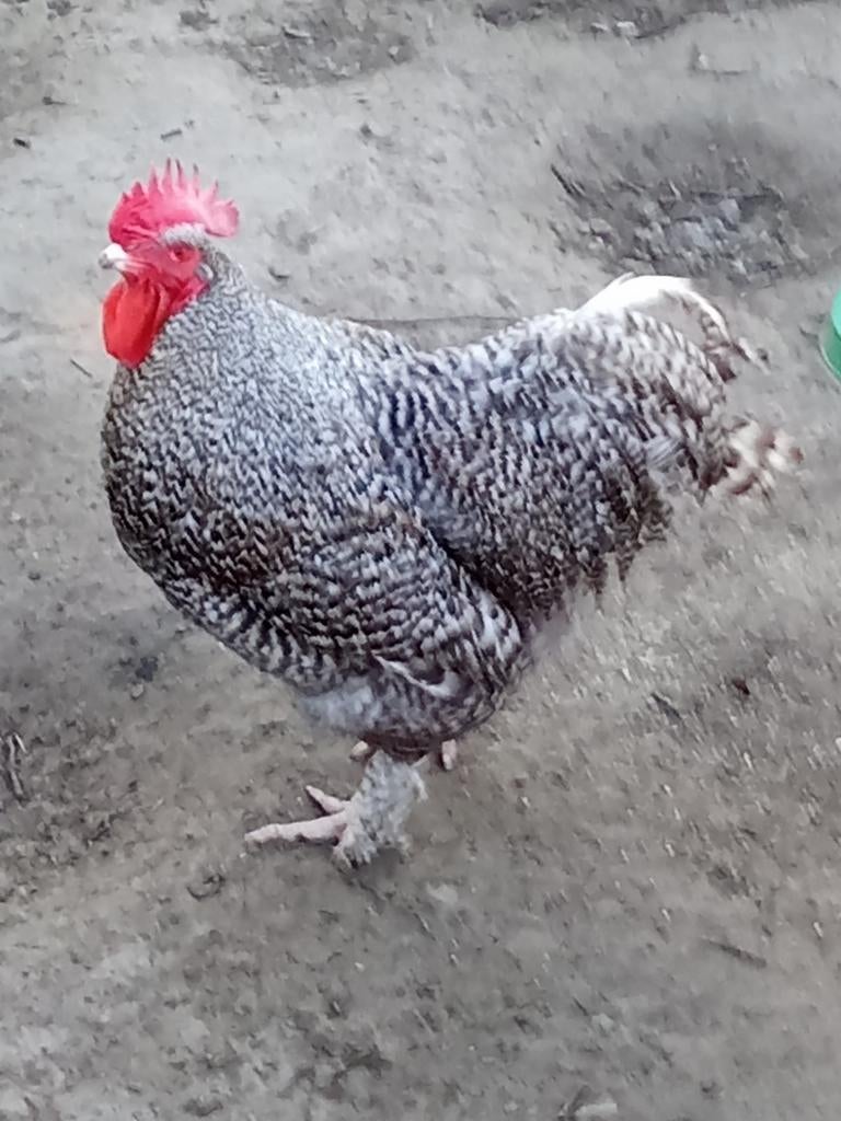 Broedeieren Mechelse koekoek, Dieren en Toebehoren