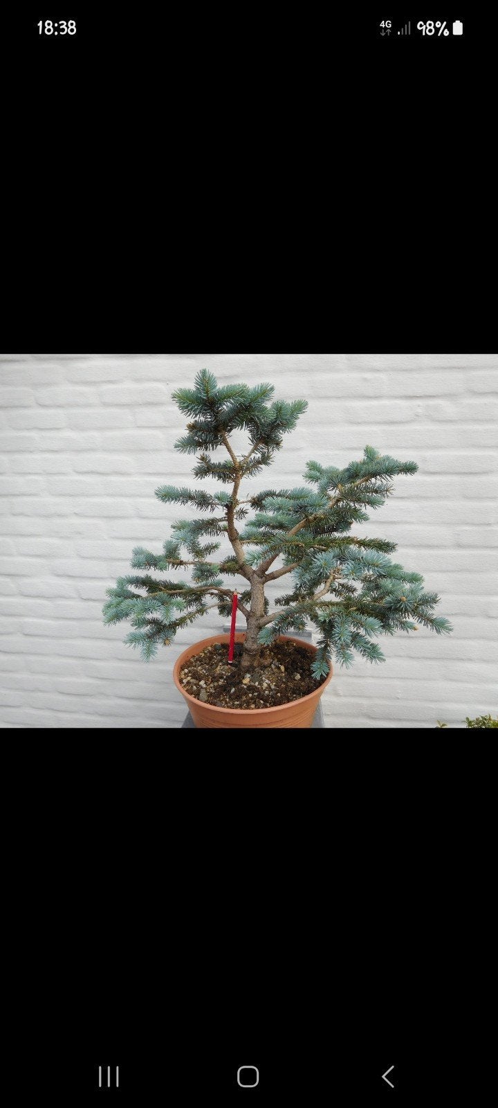 Bonsai, Ophalen