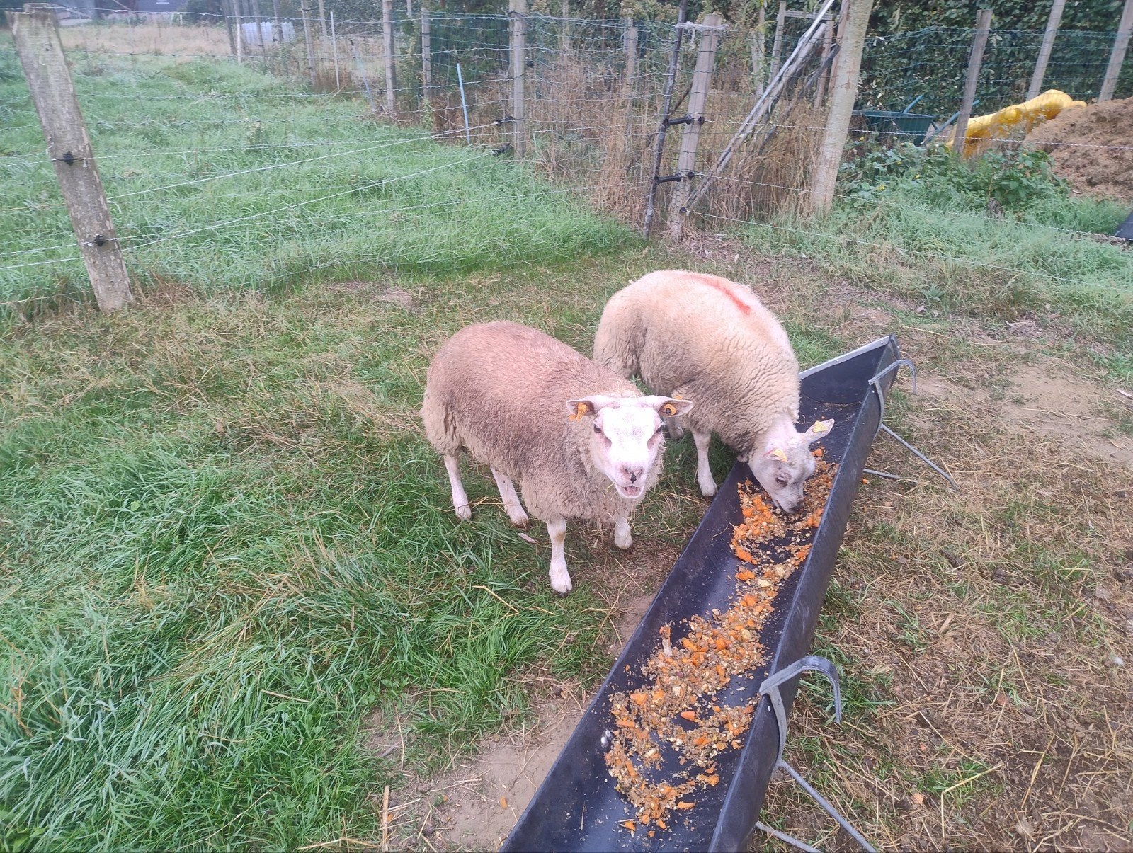texel rammen, Dieren en Toebehoren