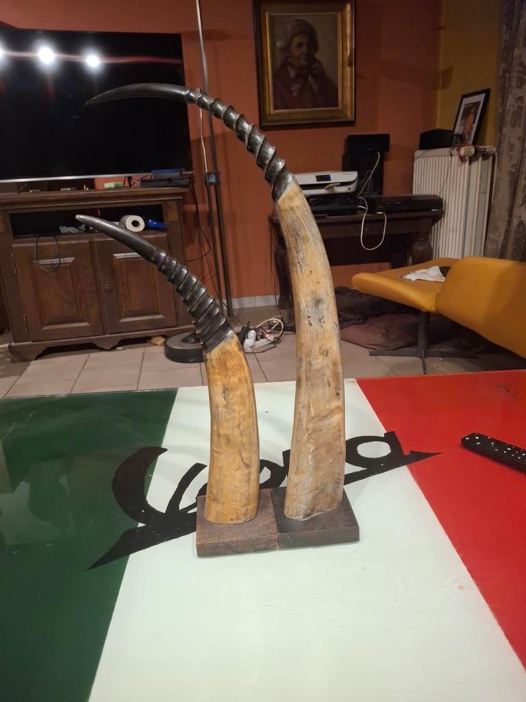 2 waterbuffels horns op houten voet 40cm  en 53 cm, Huis en Inrichting, Woonaccessoires | Overige, Ophalen, Zo goed als nieuw
