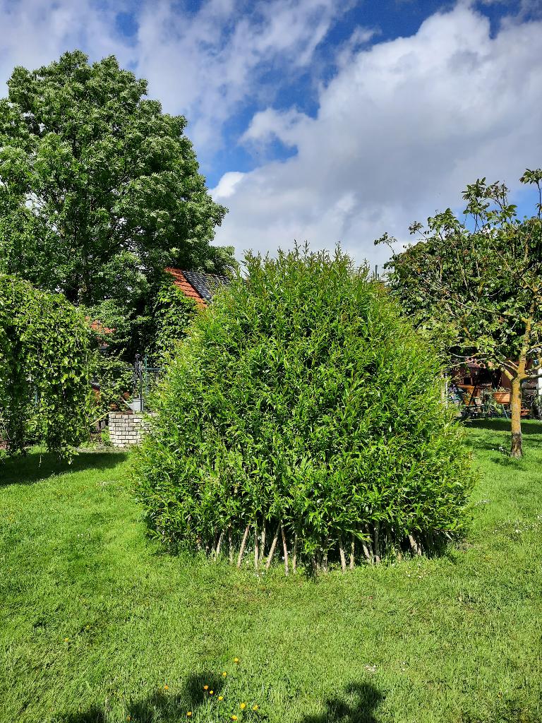 wilgenhut gele knotwilgen grienden, Tuin en Terras, Ophalen