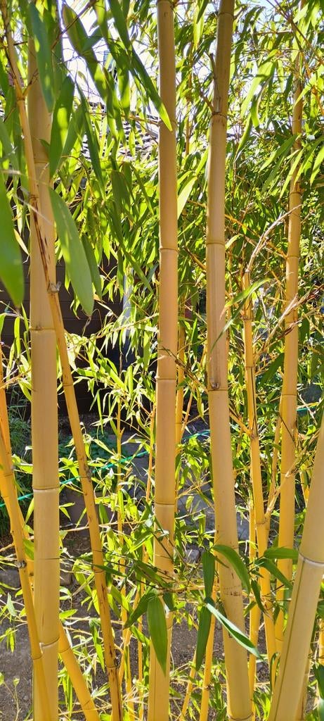phyllostachys vivax aureocaulis, Tuin en Terras, Ophalen, Lente