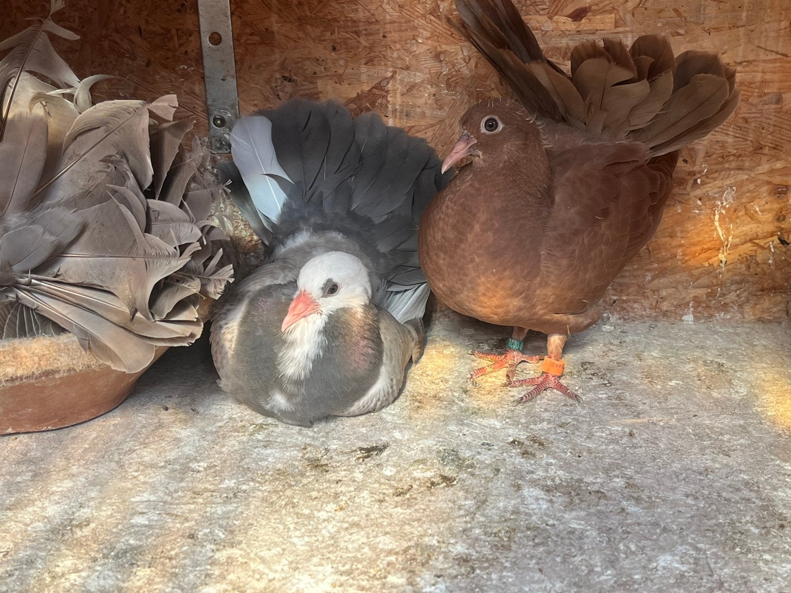 Pauwstaarten met waaierstaart, Animaux & Accessoires, Oiseaux | Pigeons, Plusieurs animaux, Autres espèces