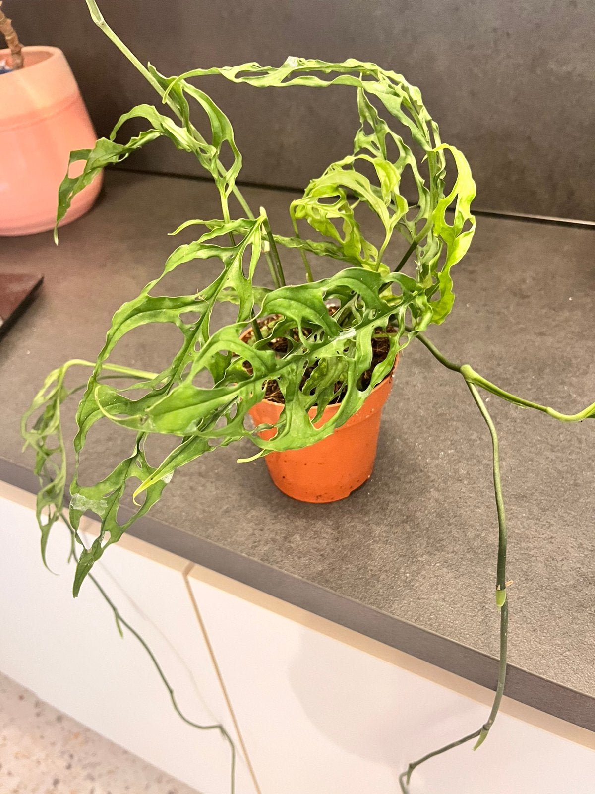 Zeldzaam - Monstera Obliqua Peru, Enlèvement