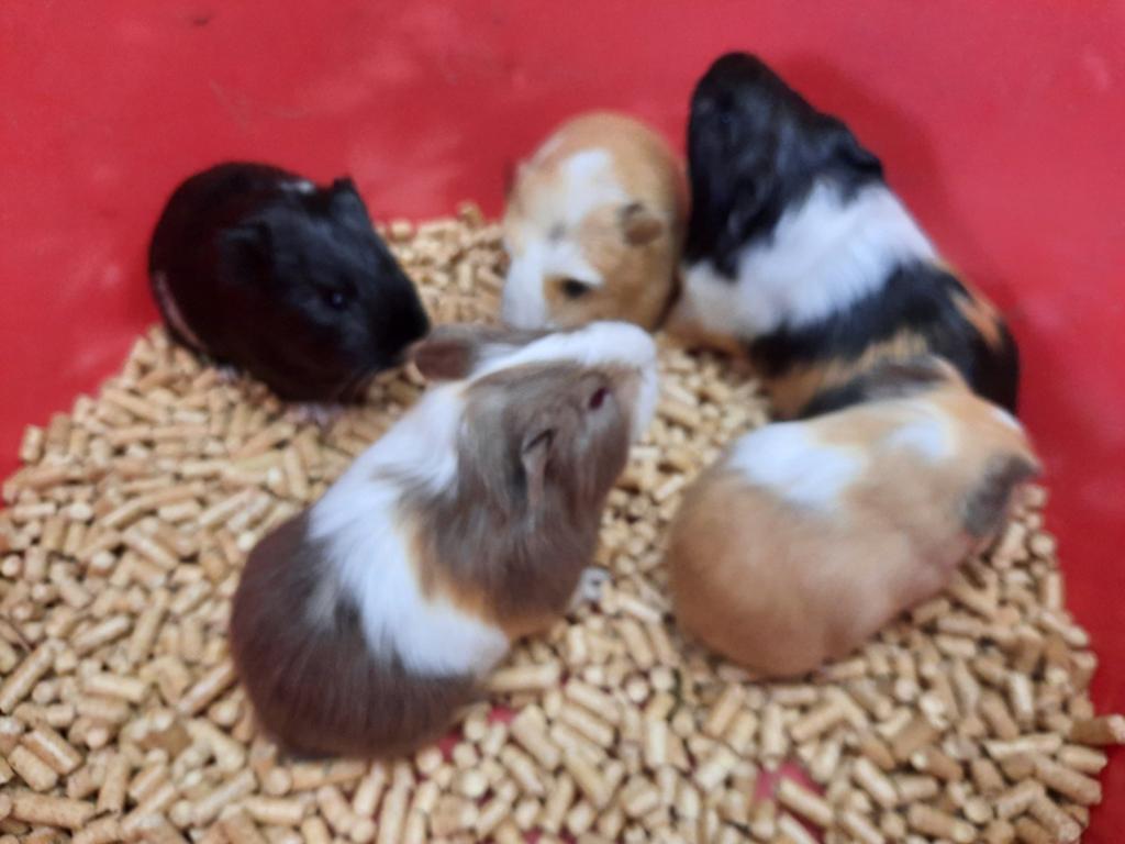5 jonge cavia's, beertjes., Mei, Cavia