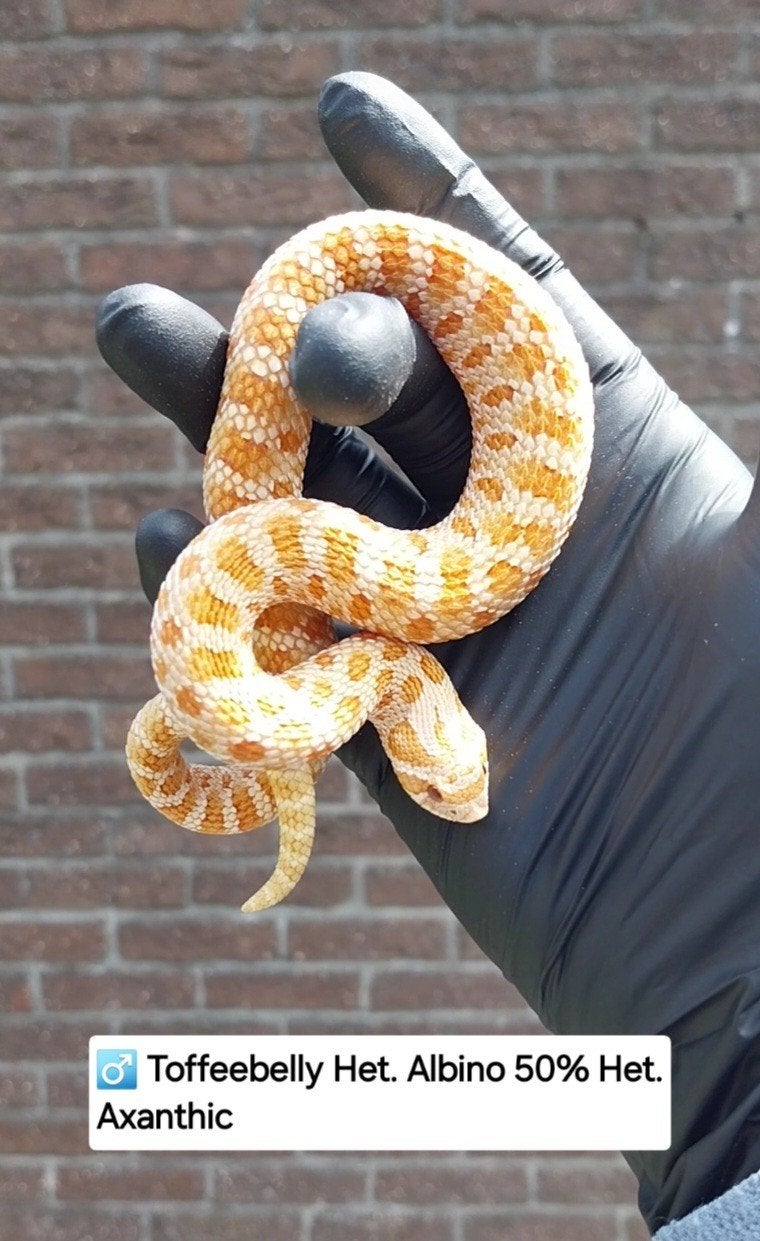 1.1 Heterodon nasicus