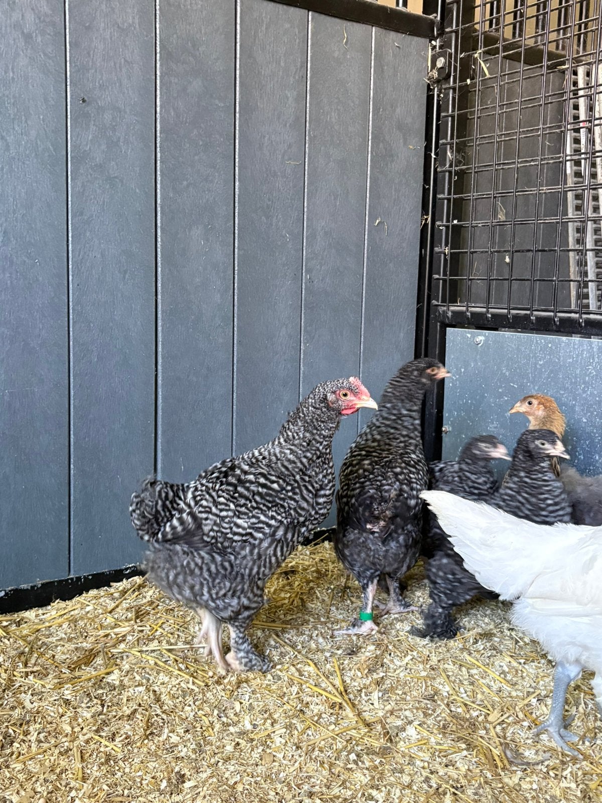 Jonge mechelse koekoek haantjes, Dieren en Toebehoren, Pluimvee