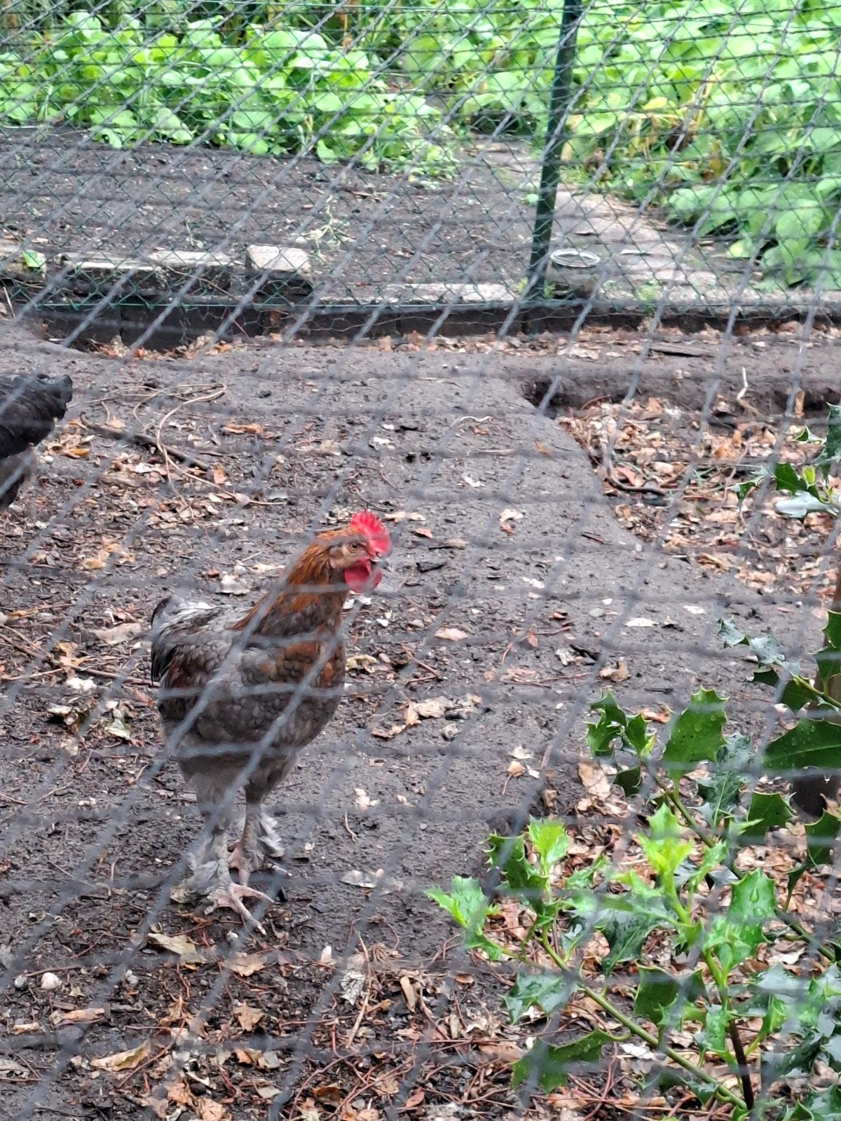 gratis 2 Marans haantjes, Dieren en Toebehoren, Pluimvee, Mannelijk, Kip