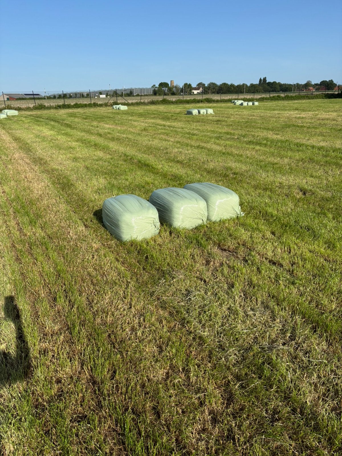Voordroog gras, Dieren en Toebehoren, Ophalen of Verzenden