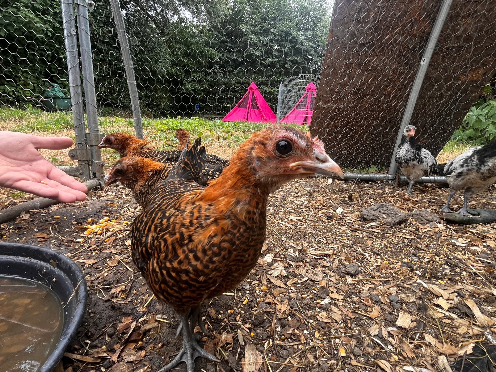 Vente de poussins