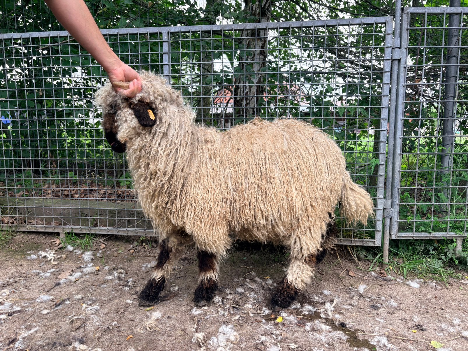 Walliser Schwarznase ooitje - 1/12/2025, Dieren en Toebehoren, Vrouwelijk, Schaap, 0 tot 2 jaar