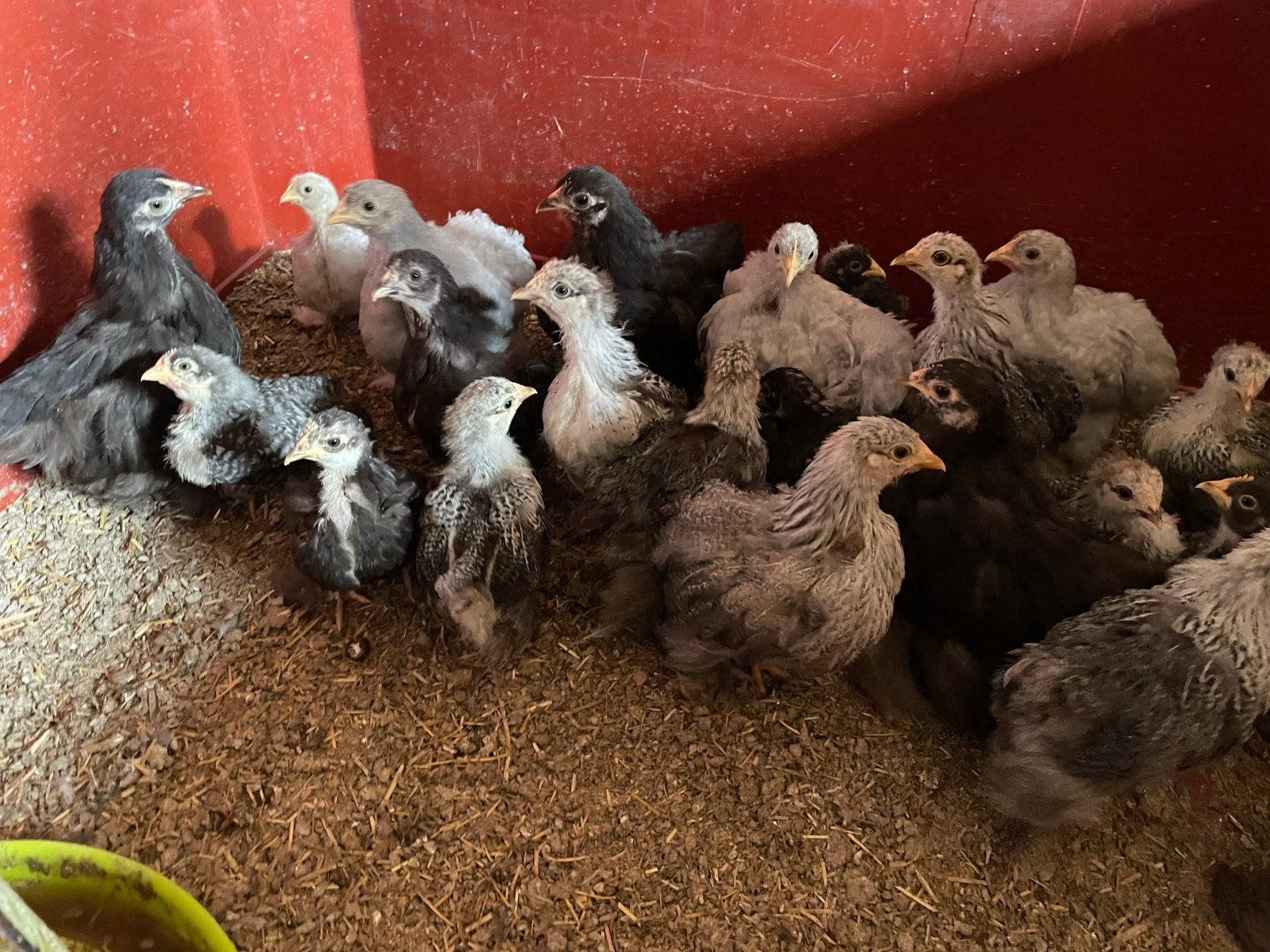 Cochin kriel kippen, Dieren en Toebehoren, Pluimvee