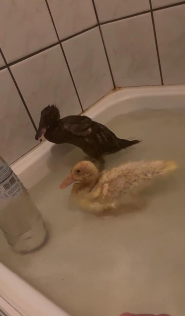 Loopeenden 4 weken oud