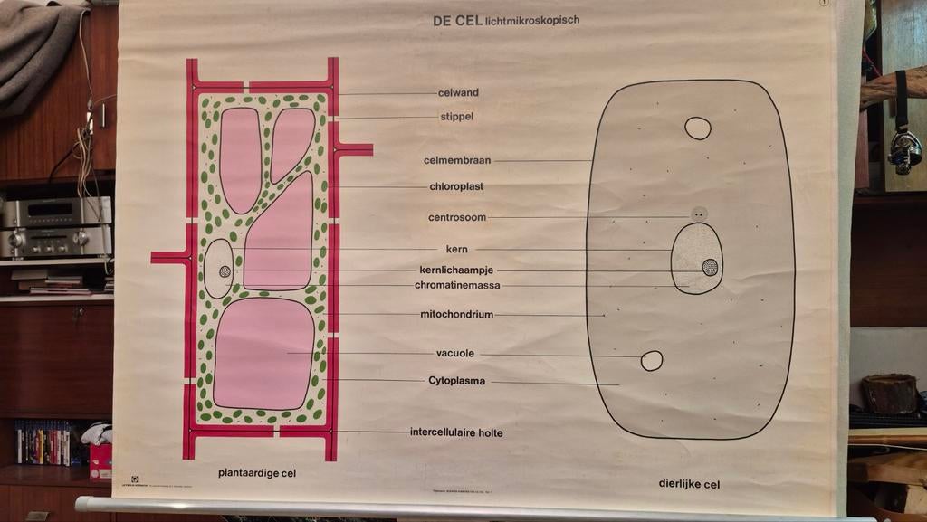 Vintage schoolplaat celstructuur – biologie – plant en dierl, Antiek en Kunst, Ophalen of Verzenden