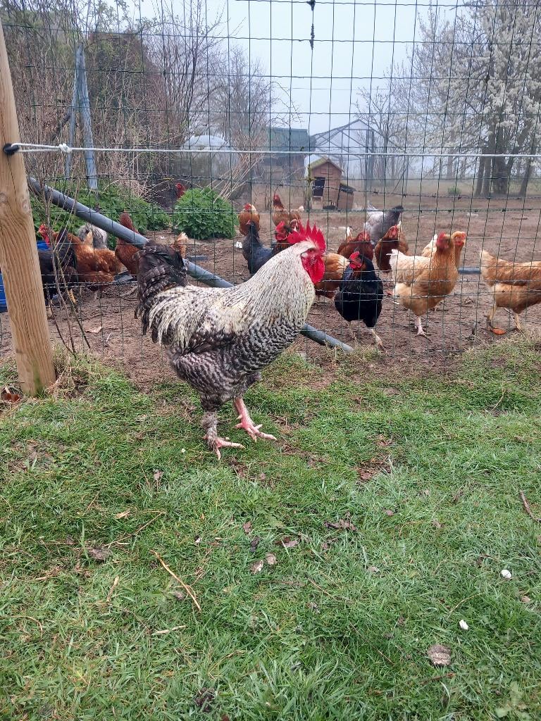 Mechelse koekoek hanen, Dieren en Toebehoren
