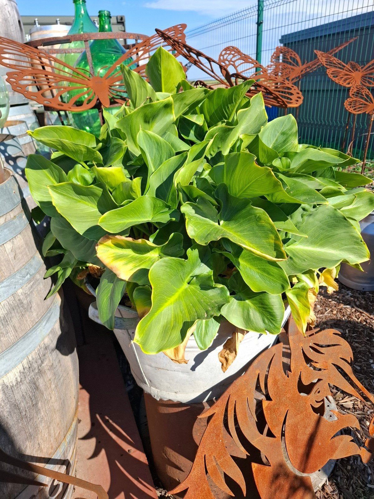 Bac galvanisé 66 cm x 31 cm avec plantes Eagle Skelk complèt, Enlèvement