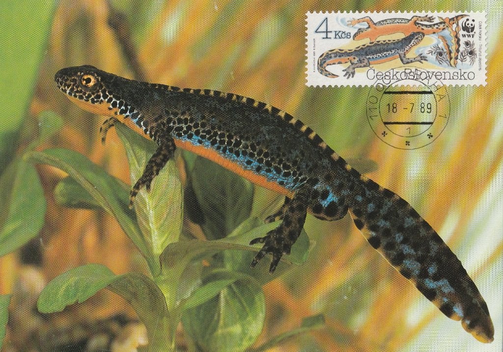 ALPENSALAMANDER  WWF  ( echte zegel op voorzijde ! ), Verzamelen, Postkaarten | Dieren, Verzenden, 1980 tot heden, Ongelopen, Overige soorten