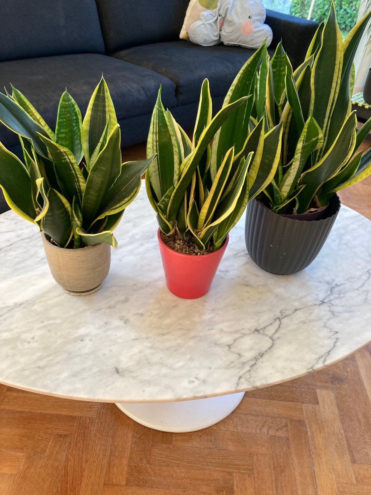 3 sanseveria’s, Ophalen of Verzenden