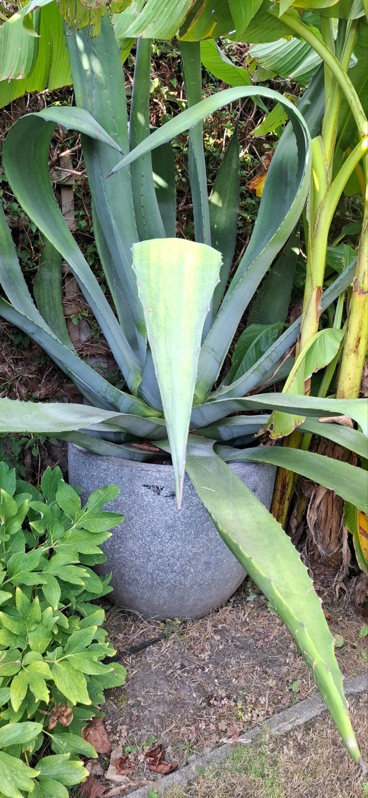 agave, Tuin en Terras, Ophalen, Vaste plant, Overige soorten, Volle zon