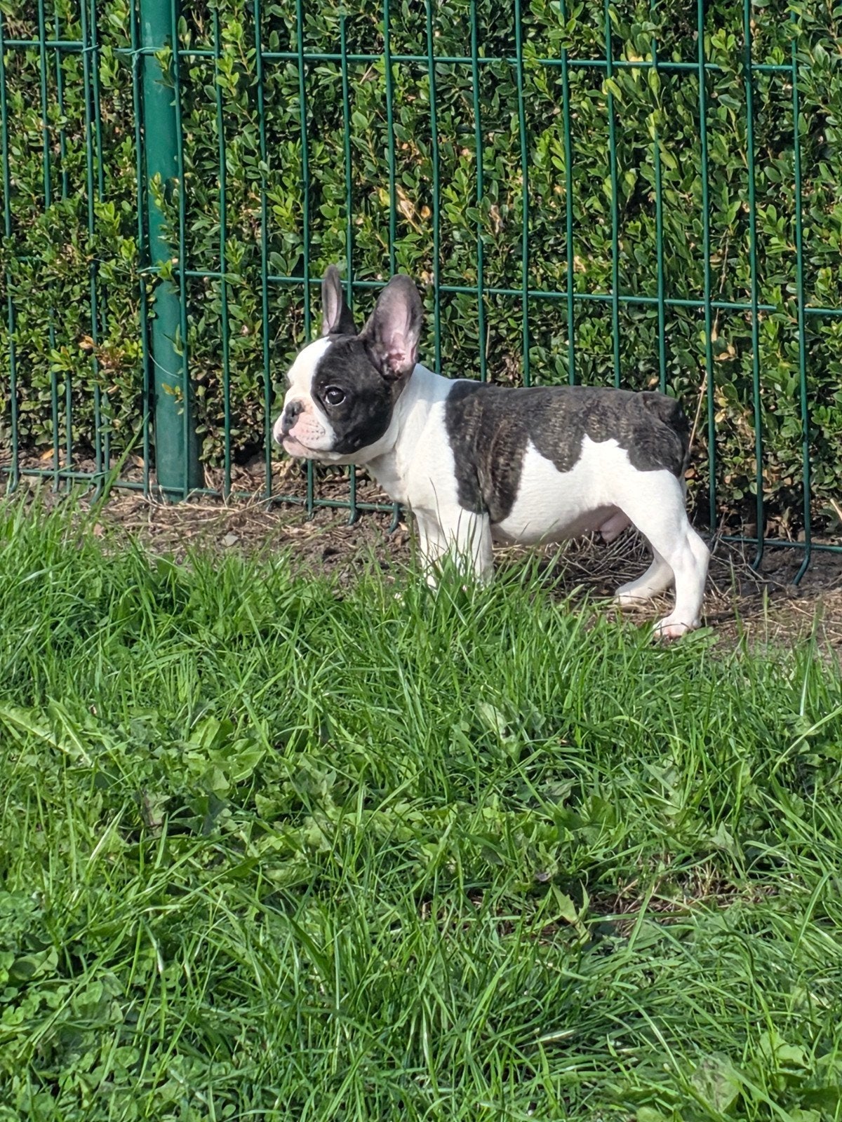 lieve franse bulldog pup, België, Reu, CDV (hondenziekte), 8 tot 15 weken