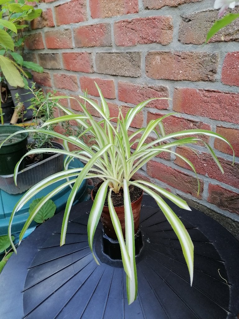 Phalangère (chlorophytum), Autres espèces, En pot, Moins de 100 cm, Enlèvement