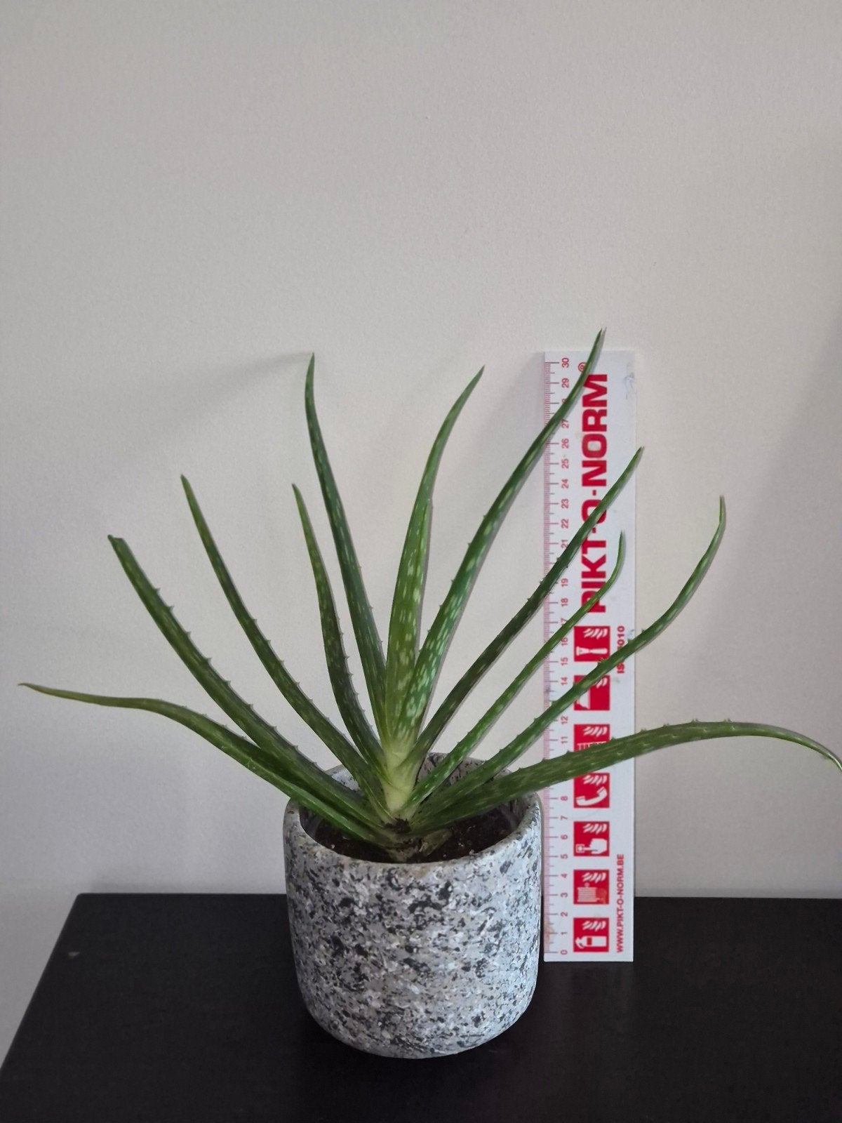 Aloe vera, y compris un cache-pot en pierre, Enlèvement