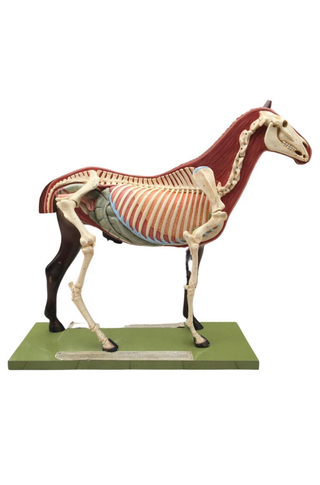 Cheval anatomique SOMSO en plâtre antique, Enlèvement