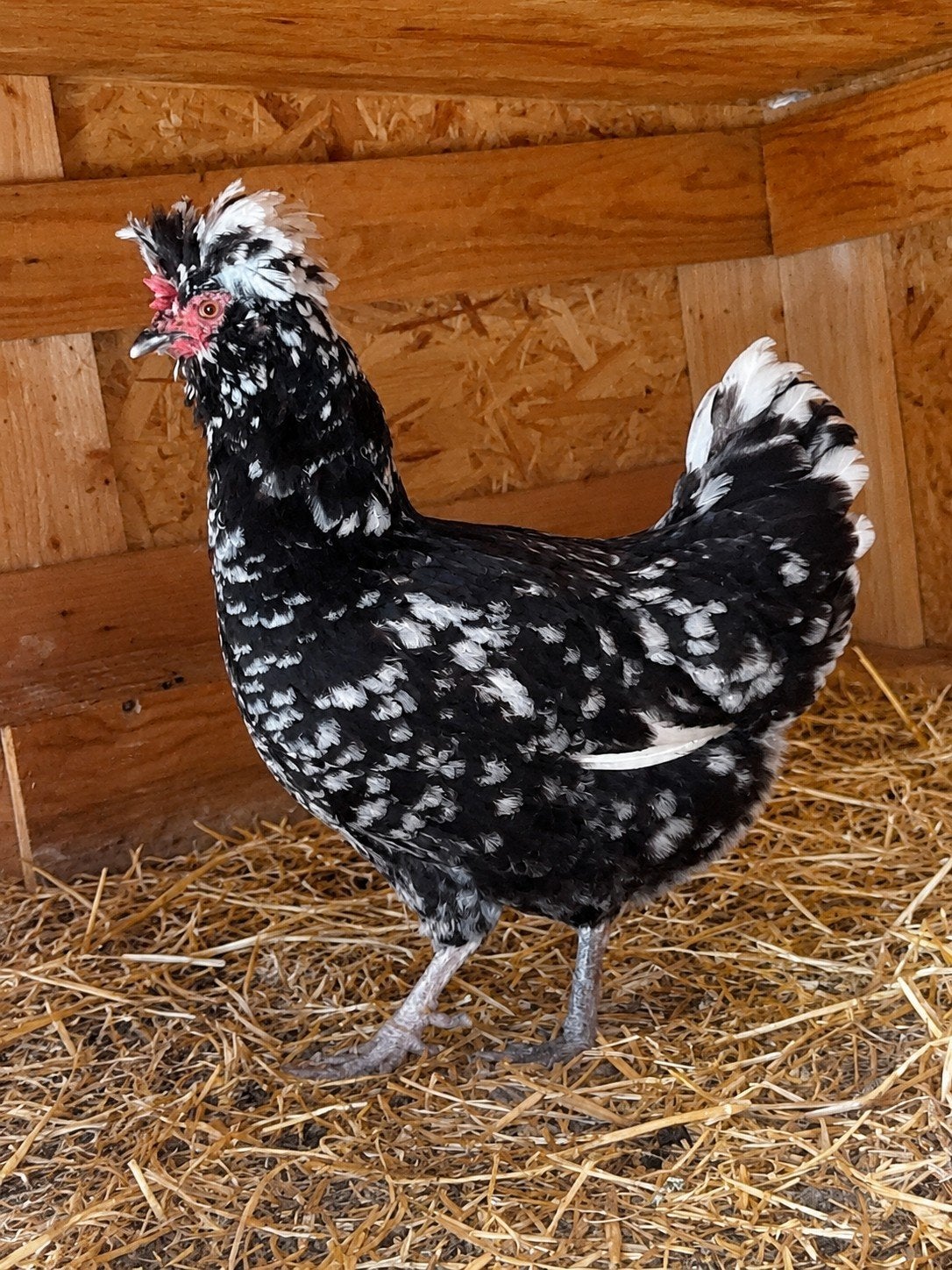 Houdan hen (groot), Dieren en Toebehoren, Pluimvee