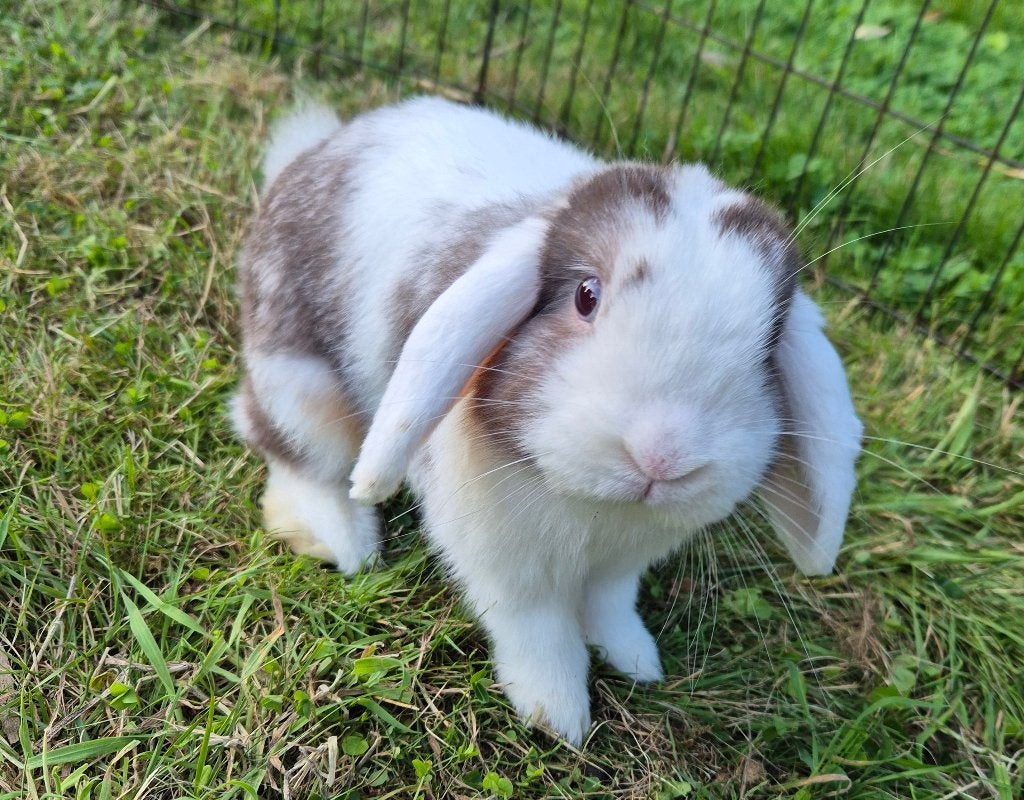 Minilop Ram, Mâle, Petit, Oreilles tombantes, 0 à 2 ans
