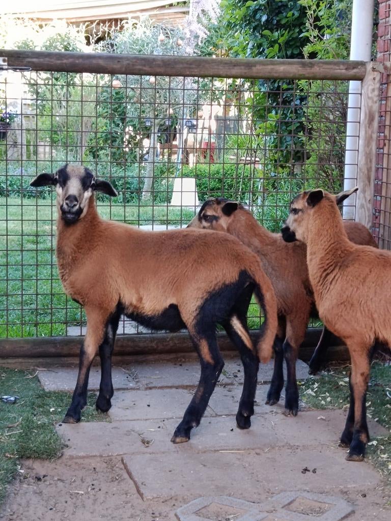 Mooie Barbados black belly ramlammeren, Dieren en Toebehoren