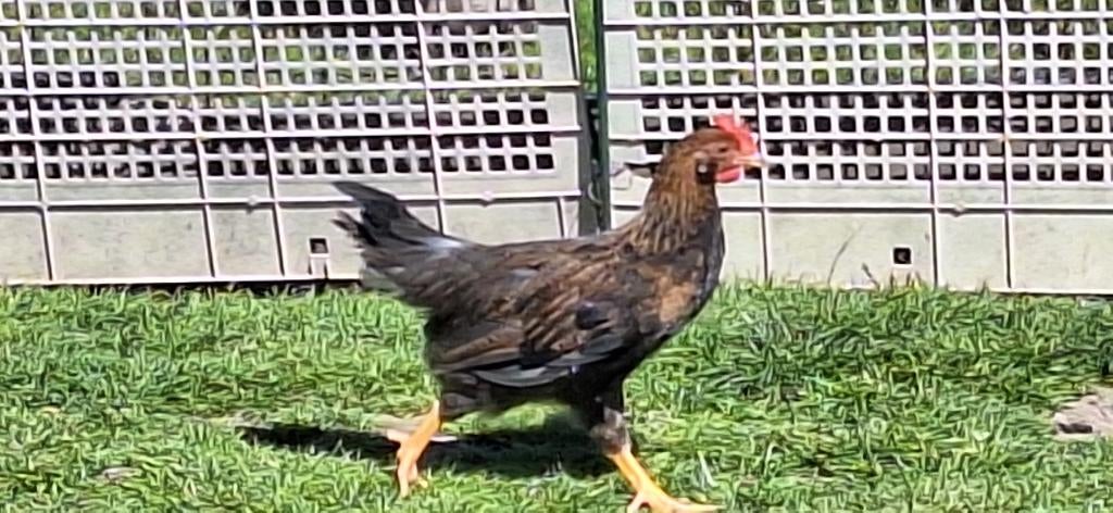 koppeltje leghorn goud patrijs, Dieren en Toebehoren, Meerdere dieren, Kip