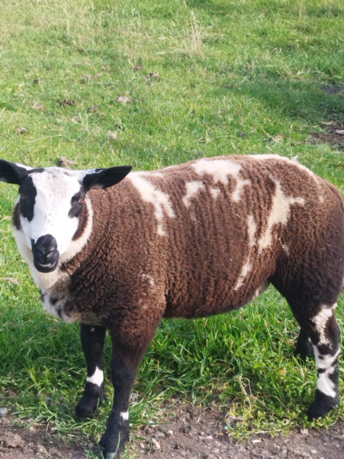 Baggerbonte lammeren, Dieren en Toebehoren, Schapen, Geiten en Varkens