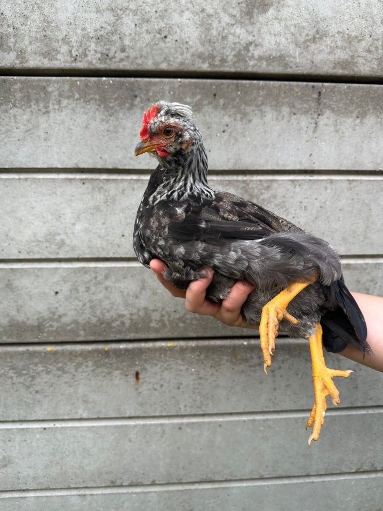 Haantjes zoeken een nieuwe thuis, Dieren en Toebehoren, Mannelijk, Kip