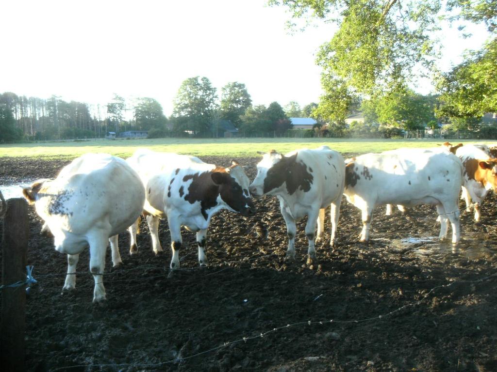 kalf vaars, Dieren en Toebehoren, Vrouwelijk, 0 tot 2 jaar