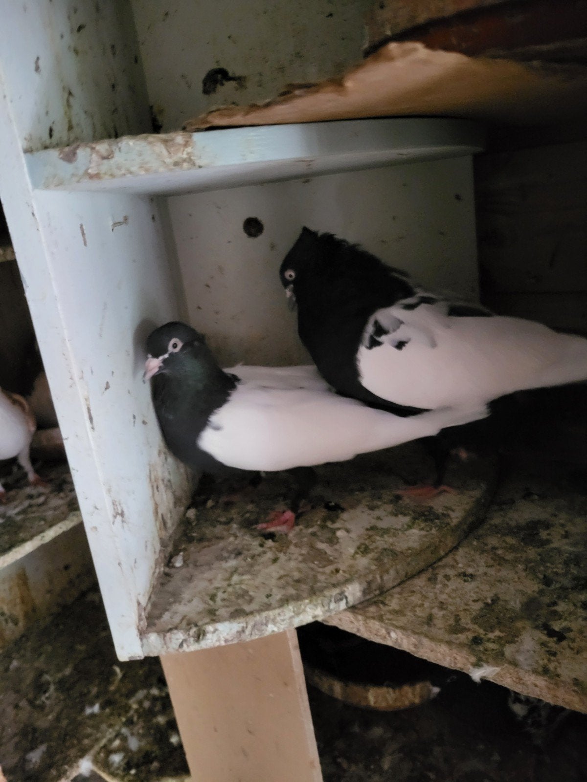 duiven, Dieren en Toebehoren