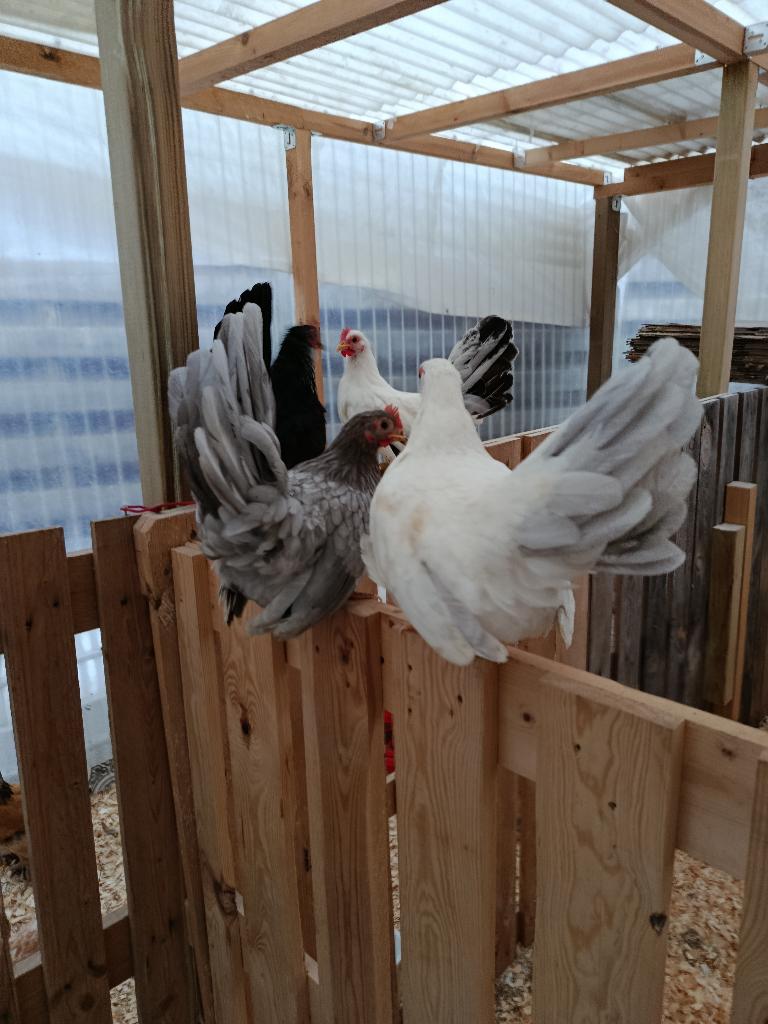 chabo et d'autres poules d'ornement 4+1 GRATUIT, Femelle, Poule ou poulet