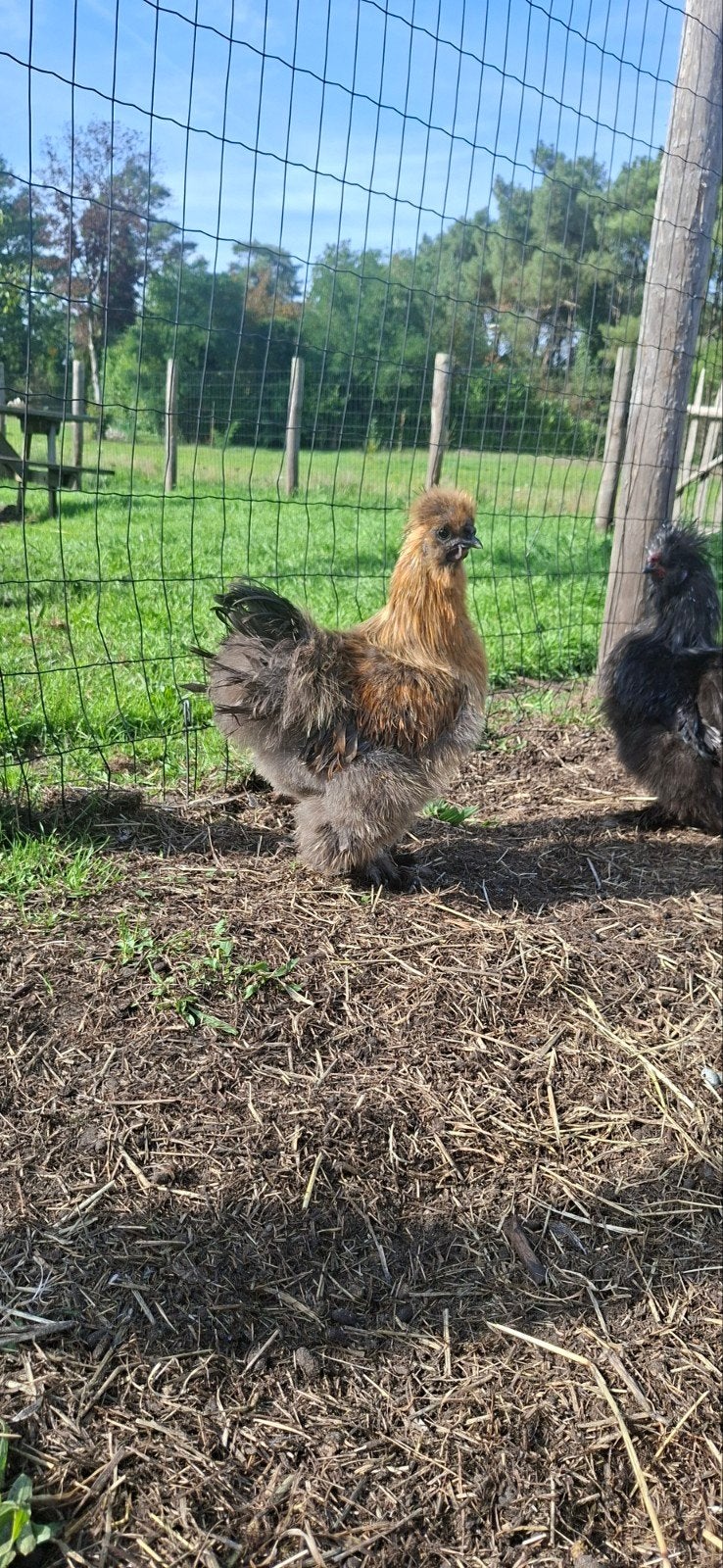 Prachtige raszuivere zijdehoen haan, Dieren en Toebehoren, Mannelijk, Kip