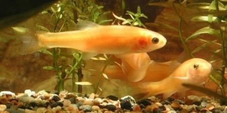 Goudelrits/ golden minnow/ waterlelievisje 5/7cm, Dieren en Toebehoren