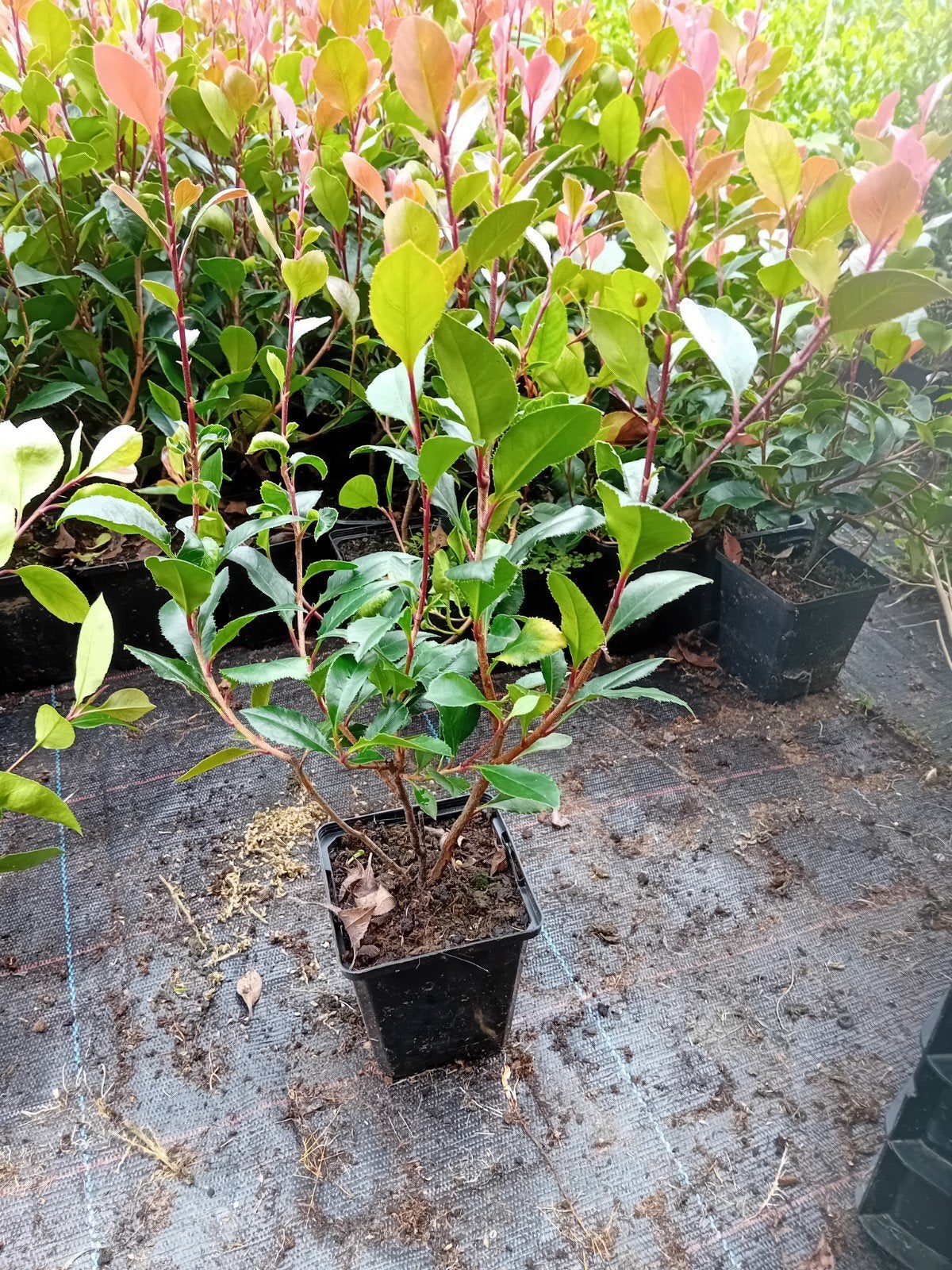Photinia Little Red Robin, Tuin en Terras, Ophalen