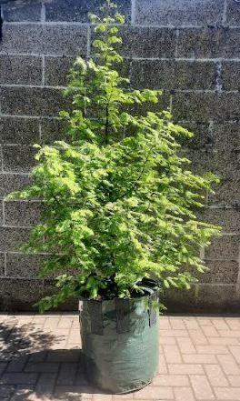 Metasequoia glyptostroboides bomen: prachtige goudgele kleur, Tuin en Terras, Bloeit niet, Overige soorten, 100 tot 250 cm, Ophalen