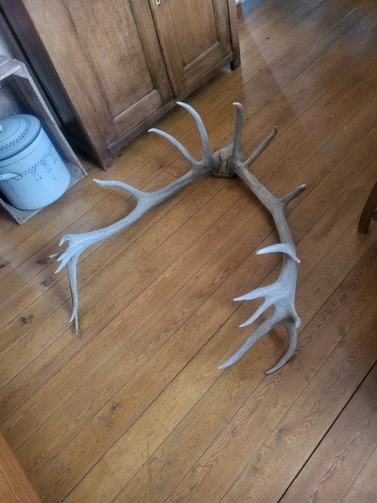 Bois de cerfs, Collections, Enlèvement, Utilisé, Cerf, Bois ou Tête
