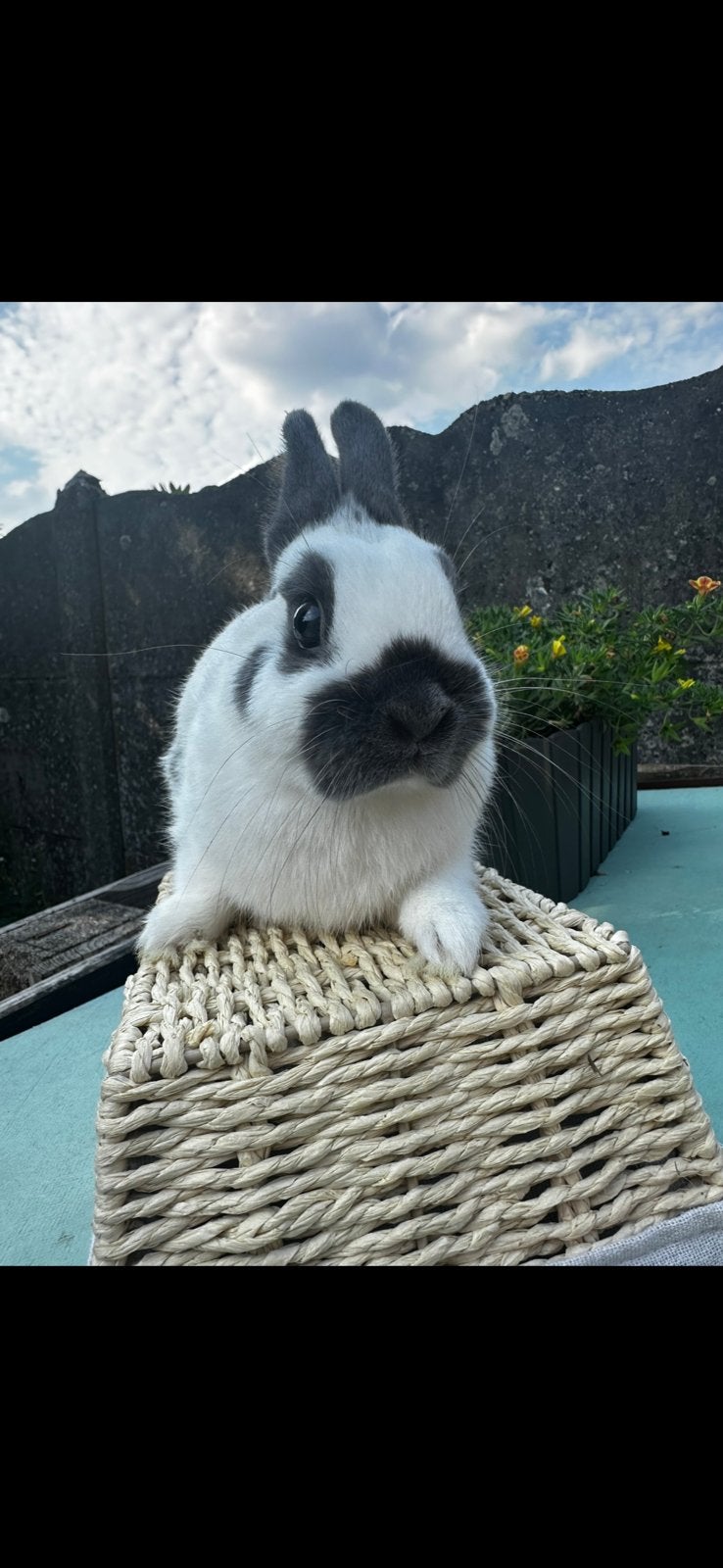 Koppeltje Dwerg-Lotharinger, Meerdere dieren, Dwerg, 0 tot 2 jaar