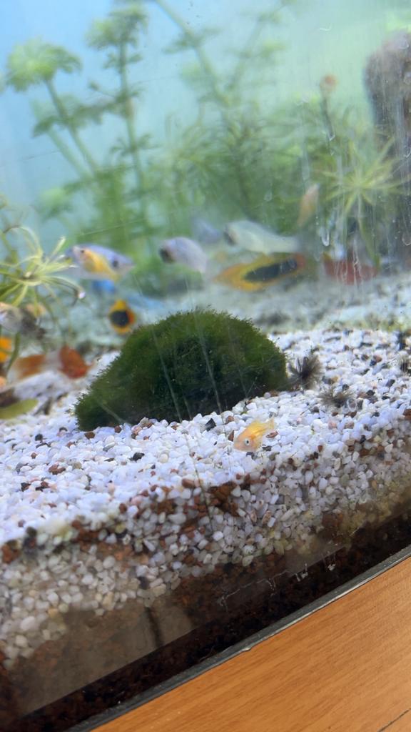 Poisson, Enlèvement