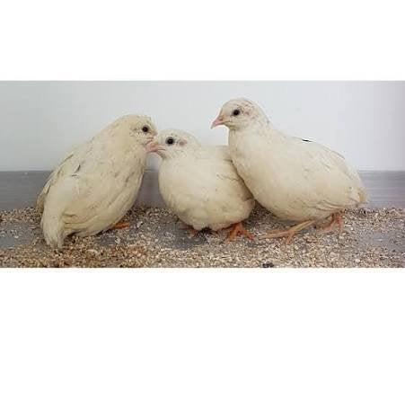 CHINESE DWERGKWARTEL, Dieren en Toebehoren