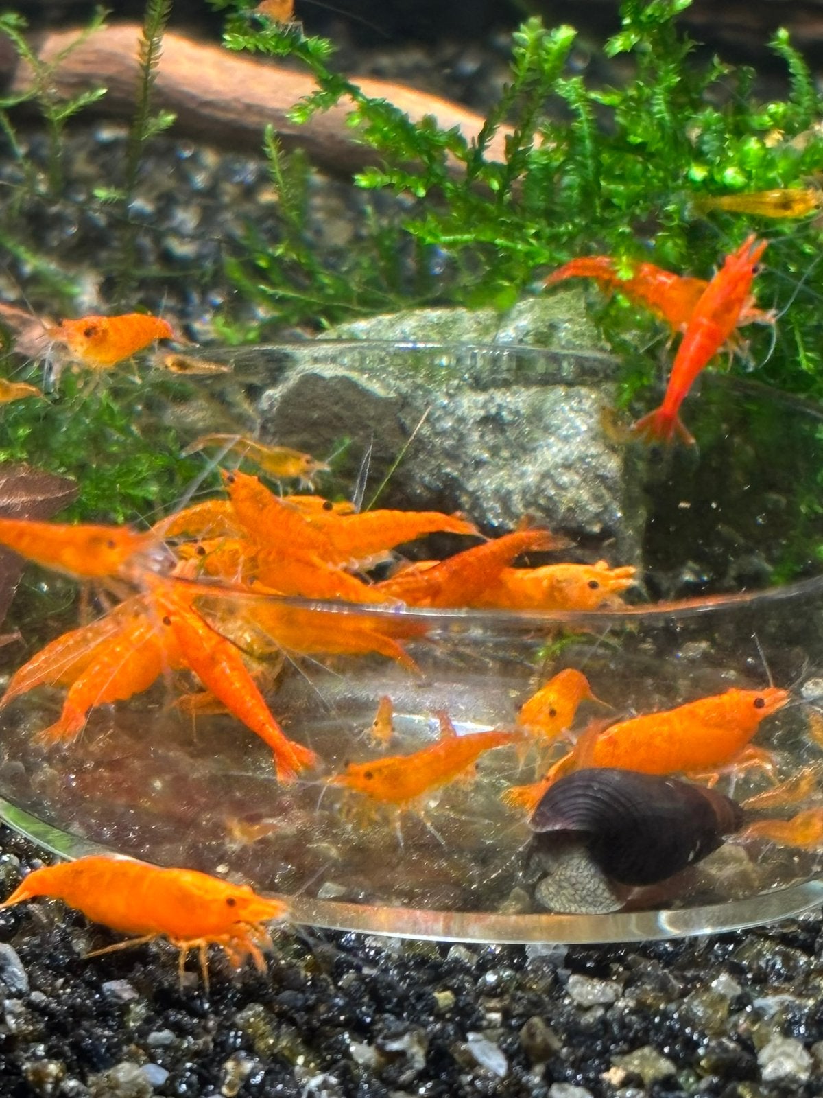 Neocaridina Davidi sp. Orange Sakura (Oranje garnalen), Kreeft, Krab of Garnaal, Zoetwatervis, Schoolvis