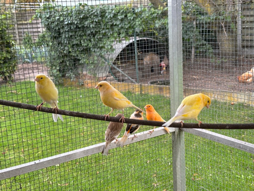 Te koop jonge kanaries, Dieren en Toebehoren, Vogels | Kanaries, Kleurkanarie